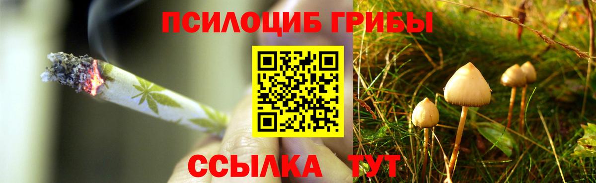Псилоцибиновые грибы Psilocybine cubensis Сокол